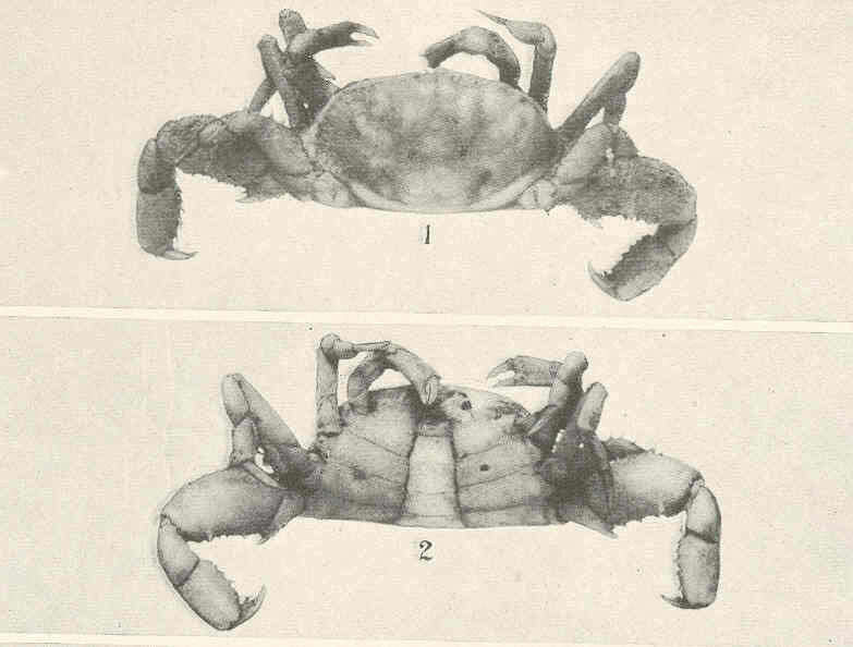 Image of Pinnixa White 1846