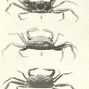 Image de <i>Pinnixa sayana</i>