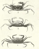 Image of Pinnotheroidea De Haan 1833