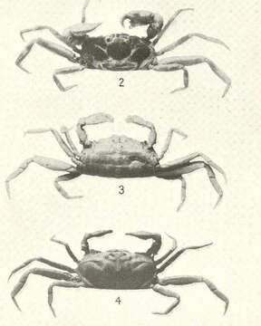 Image of pea crabs