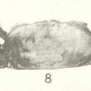 Image of Pinnixa tomentosa Lockington 1877