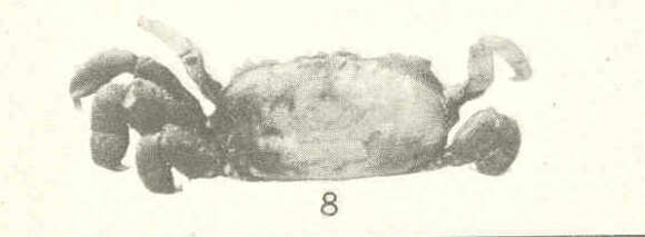 Image of Pinnixa White 1846