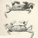 Image of Pinnixa valdiviensis Rathbun 1907