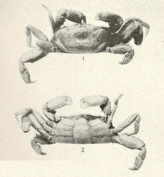 Image of Pinnixa White 1846