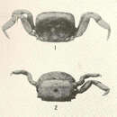 Image of <i>Pinnotherelia laevigata</i>