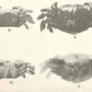 Image of <i>Orthotheres barbatus</i> (Desbonne 1867)