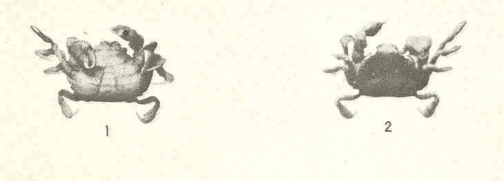 Image of Pinnotheroidea De Haan 1833