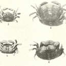 Image of squatter pea crab