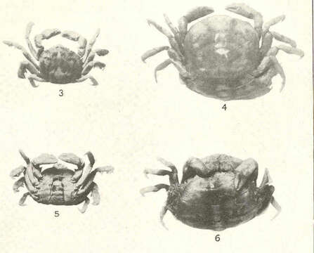 Image of Tumidotheres E. Campos 1989