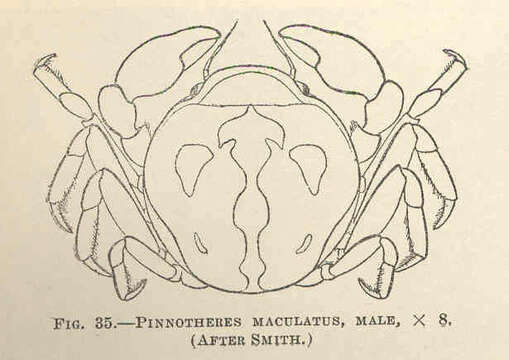 Image of Tumidotheres E. Campos 1989