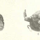 Image of ascidian pea crab