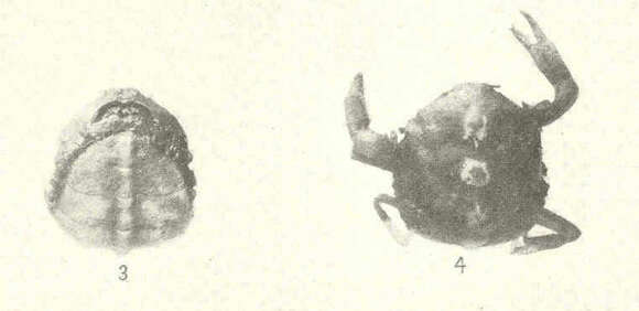 Image of Tunicotheres E. Campos 1996