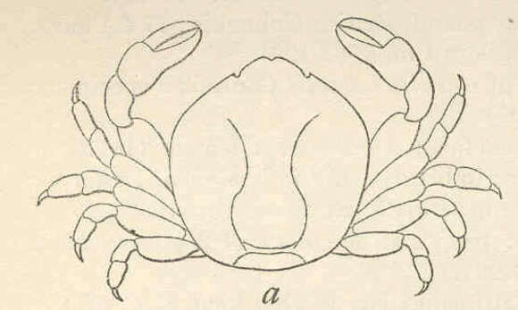 Image of Pinnotheres Bosc 1801