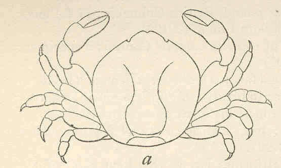 Image of Pinnotheres Bosc 1801