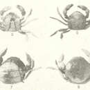 Image of Taylor's pea crab