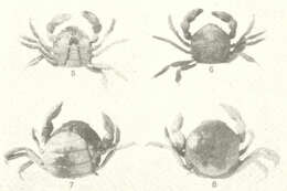 صورة Pinnotheroidea De Haan 1833