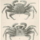 Image of flattened crab