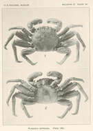 Plagusiidae Dana 1851 resmi