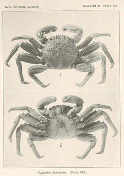 Image of Plagusia Latreille 1804