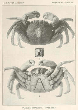 Image of Plagusia Latreille 1804