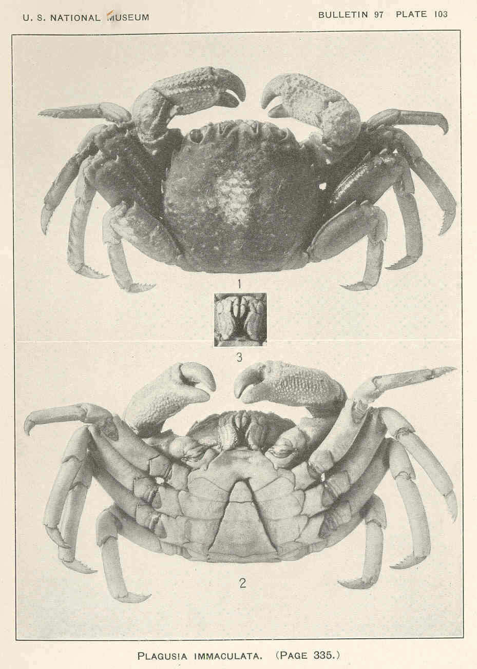 Image of Plagusiidae Dana 1851