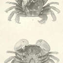 Image of Columbus crab