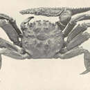 Image of Saber crab
