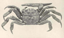 Image of Platychirograpsus de Man 1896