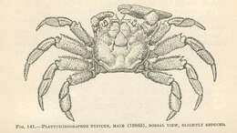 Image of Platychirograpsus de Man 1896