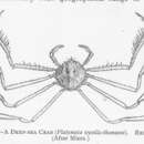 Image of Platymaia wyvillethomsoni Miers 1885