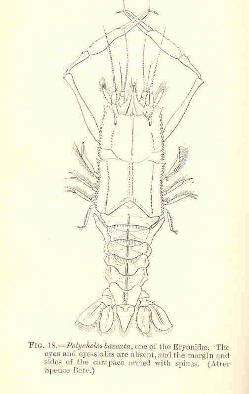Image of Polycheles Heller 1862