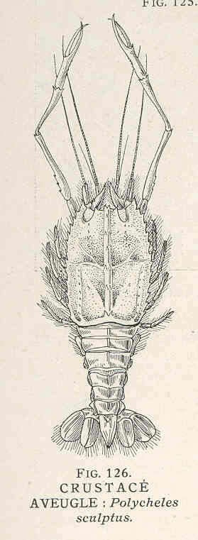 Image of Polycheles Heller 1862
