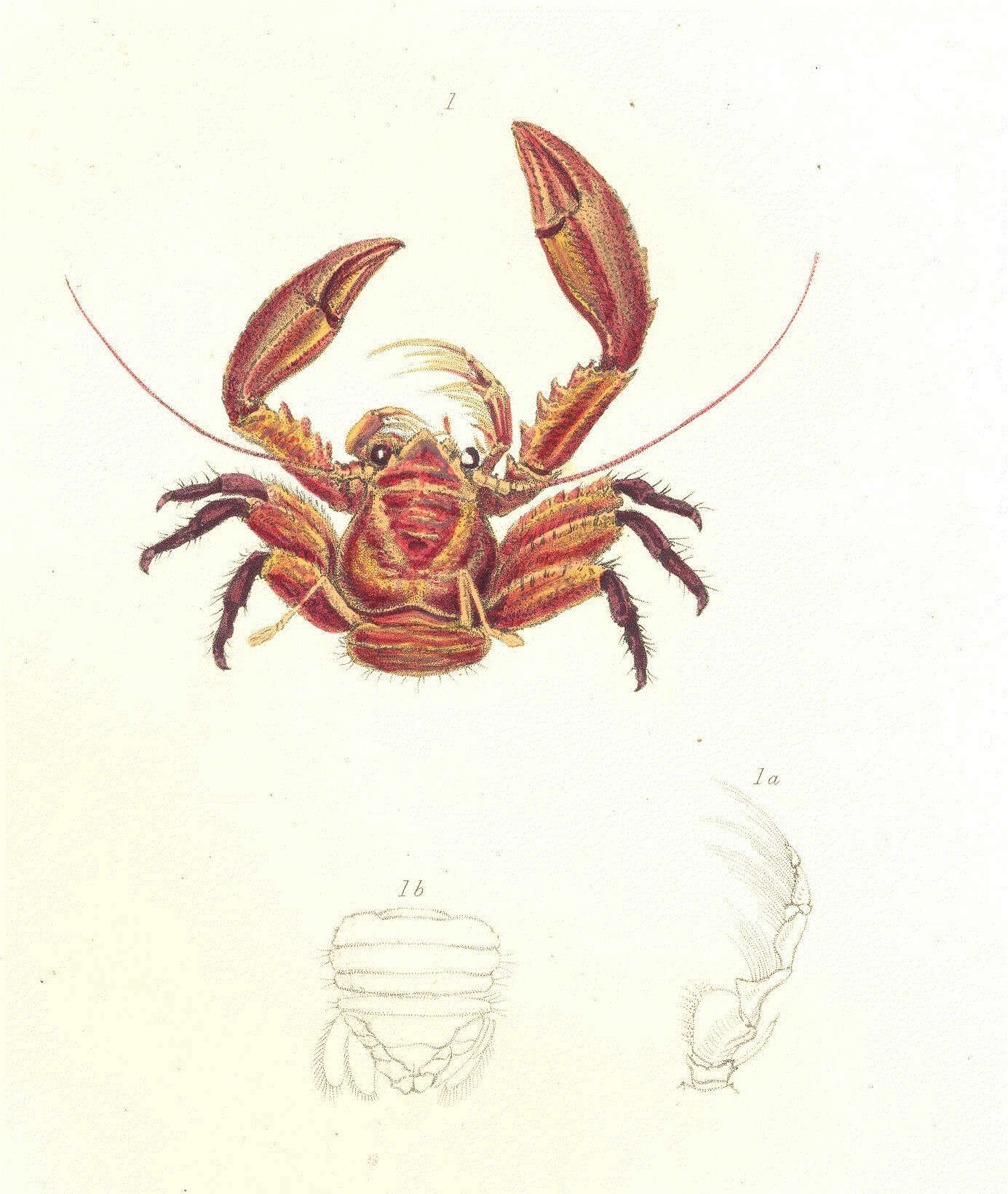 Image of porcelain crabs