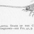 Image of <i>Porcellana longicornis</i>