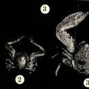 Image de Porcellana sayana (Leach 1820)