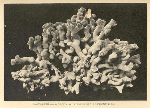 濱珊瑚屬的圖片