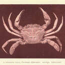 Image of blue-leg swimcrab