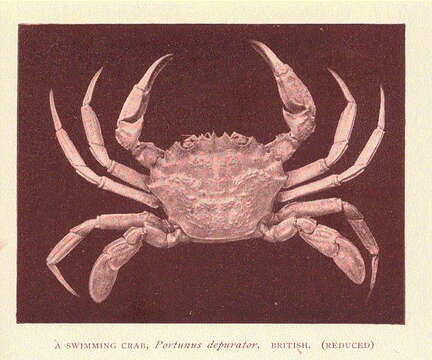 Sivun Liocarcinus Stimpson 1871 kuva