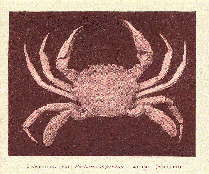 Image of Liocarcinus Stimpson 1871
