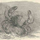 Image of Velvet swimming crab