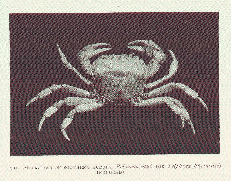 Image of Potamoidea Ortmann 1896