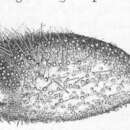 Image de Pourtalesia jeffreysi Thomson 1873