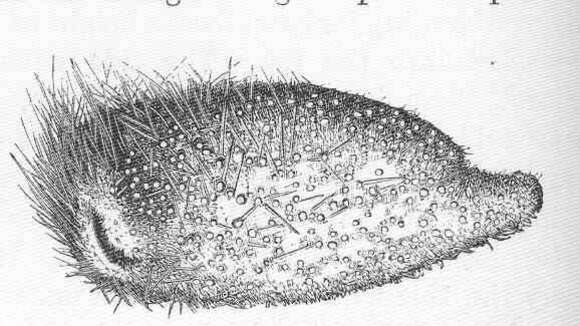 Imagem de Holasteroida Durham & Melville 1957