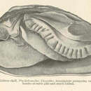 Imagem de Ptychobranchus fasciolaris (Rafinesque 1820)