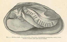 Image of Ptychobranchus Simpson 1900