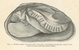 Imagem de Ptychobranchus Simpson 1900