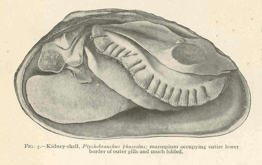 Image of Ptychobranchus Simpson 1900
