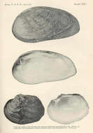 Image of Ptychobranchus Simpson 1900