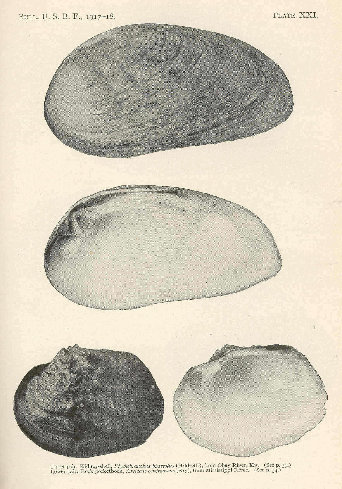 Image of Ptychobranchus Simpson 1900