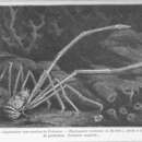 Image of <i>Gastroptychus formosus</i>